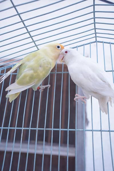 albino red eye breeder love bird pair