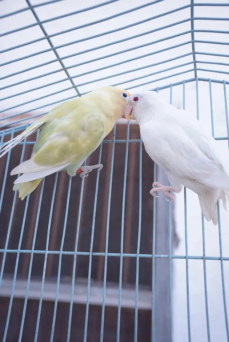albino red eye breeder love bird pair — photo 2