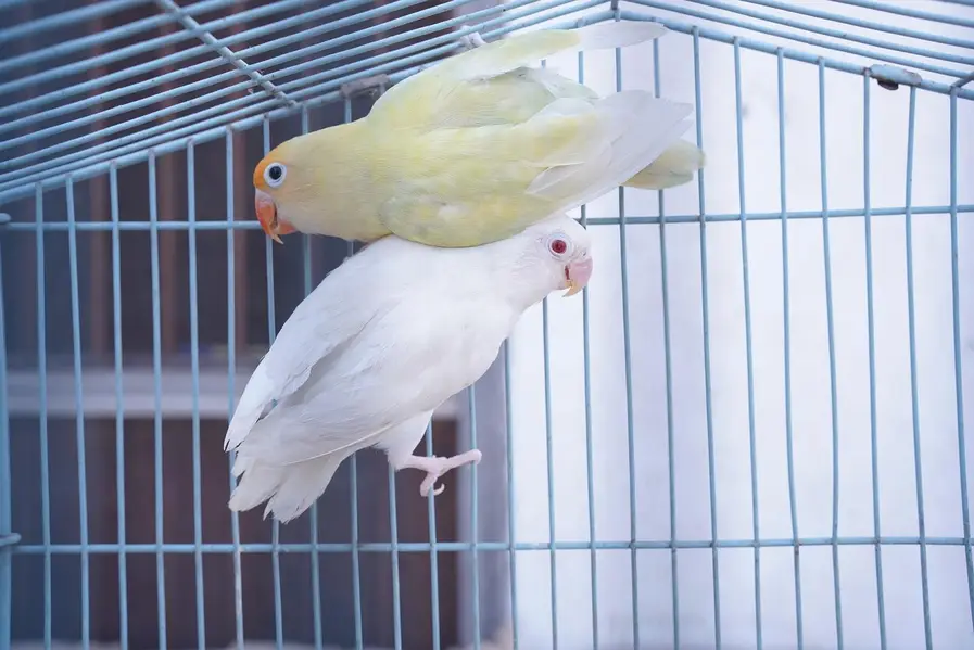 albino red eye breeder love bird pair — photo 3