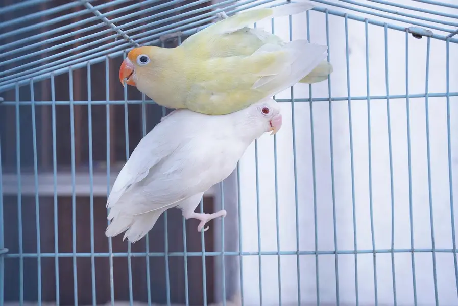 albino red eye breeder love bird pair — photo 4