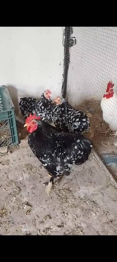 japanese and molted bantam