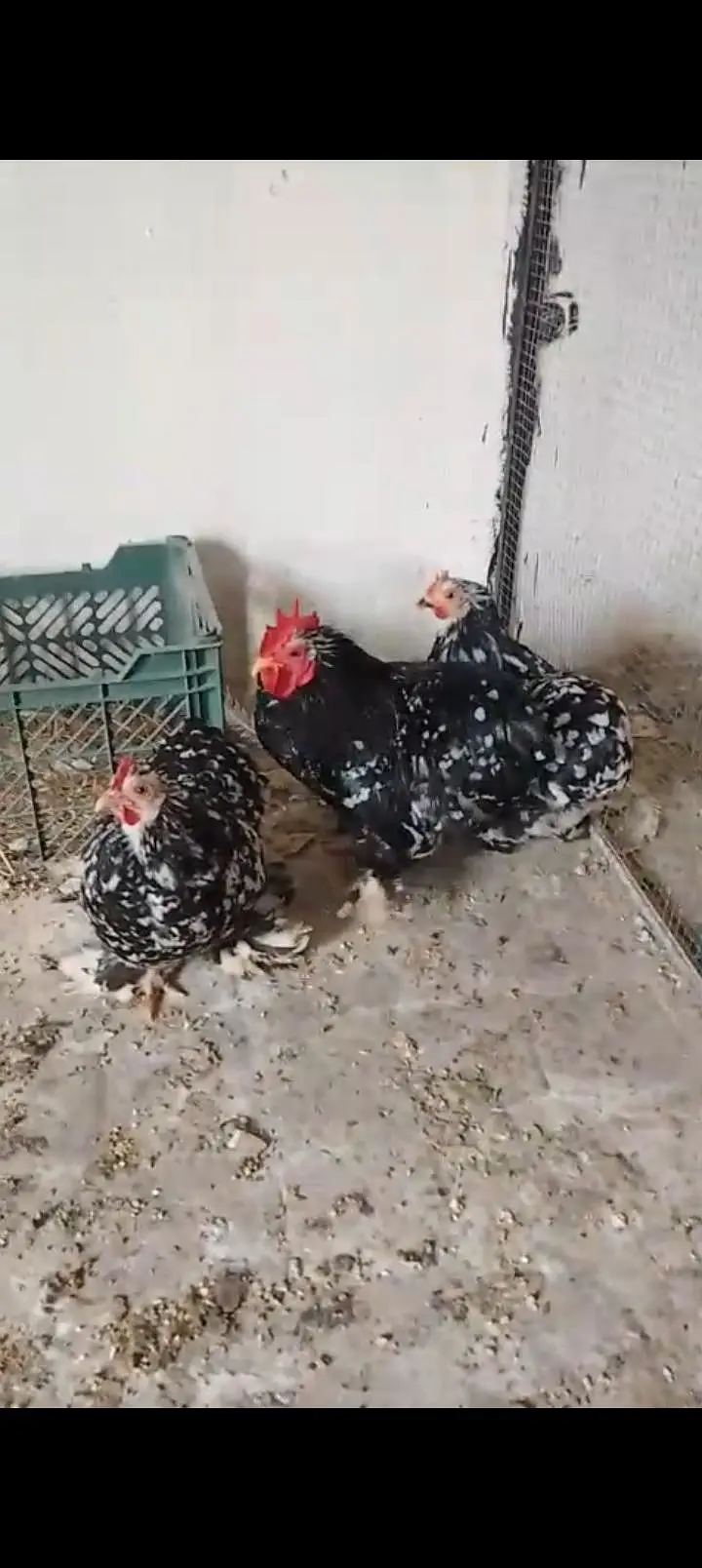 japanese and molted bantam — photo 2