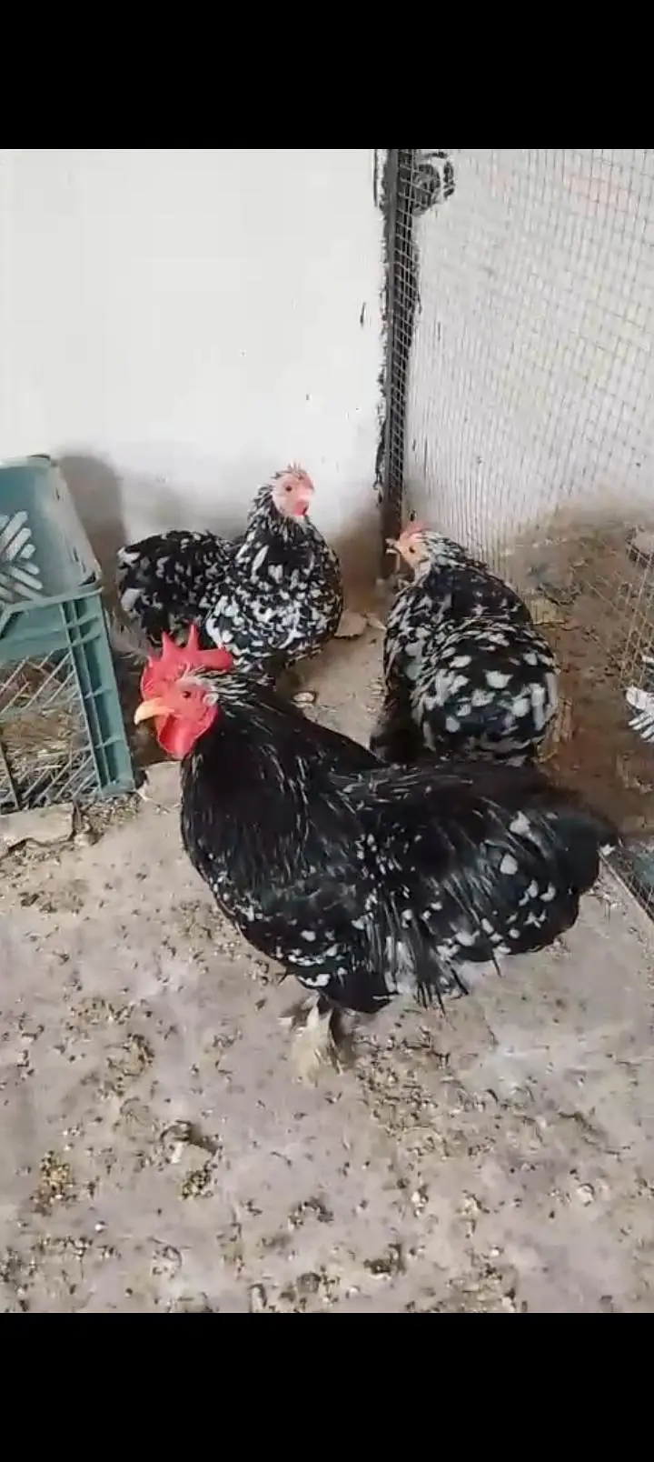 japanese and molted bantam — photo 3