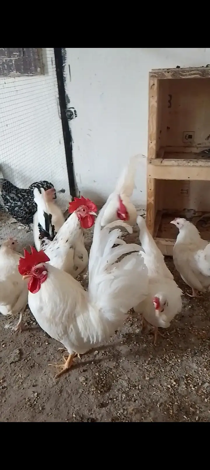 japanese and molted bantam — photo 4