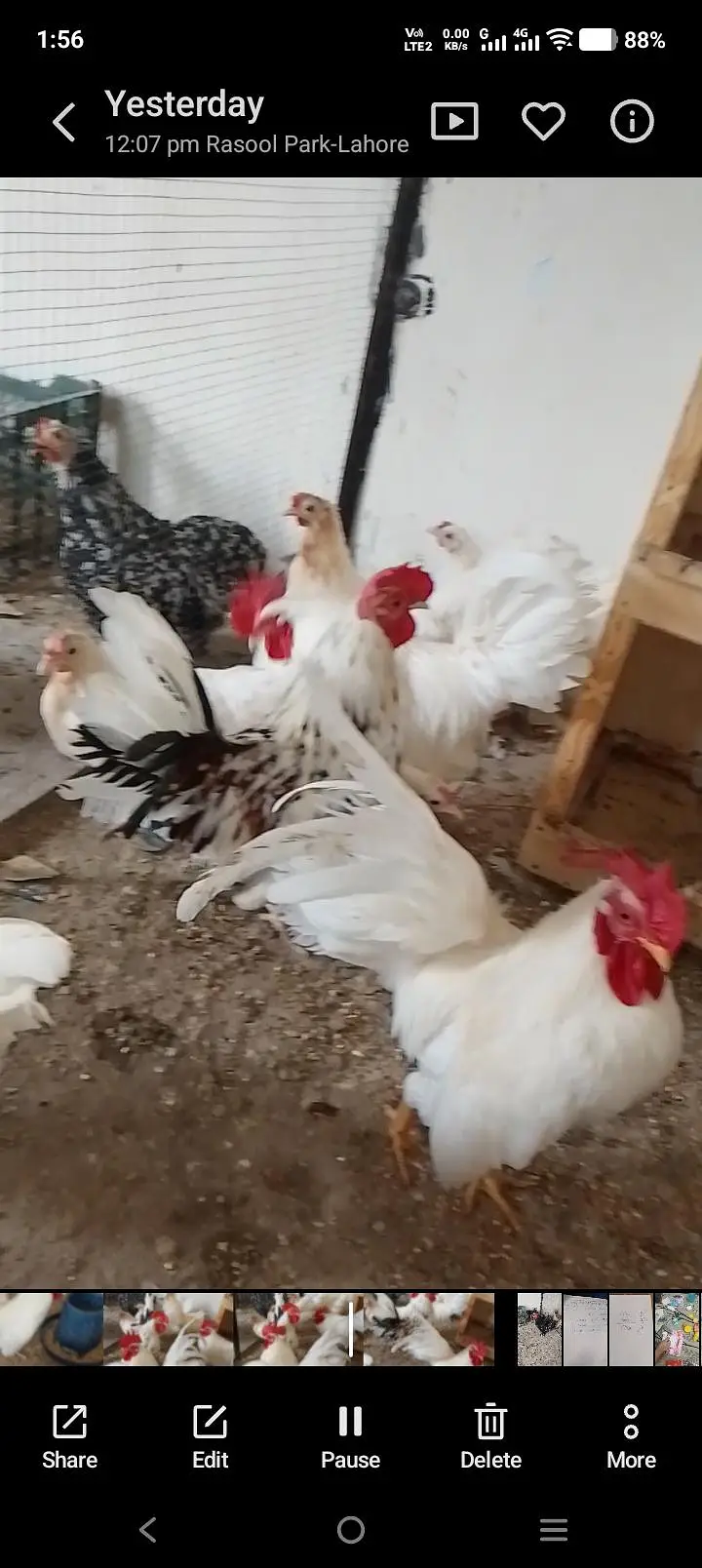 japanese and molted bantam — photo 5