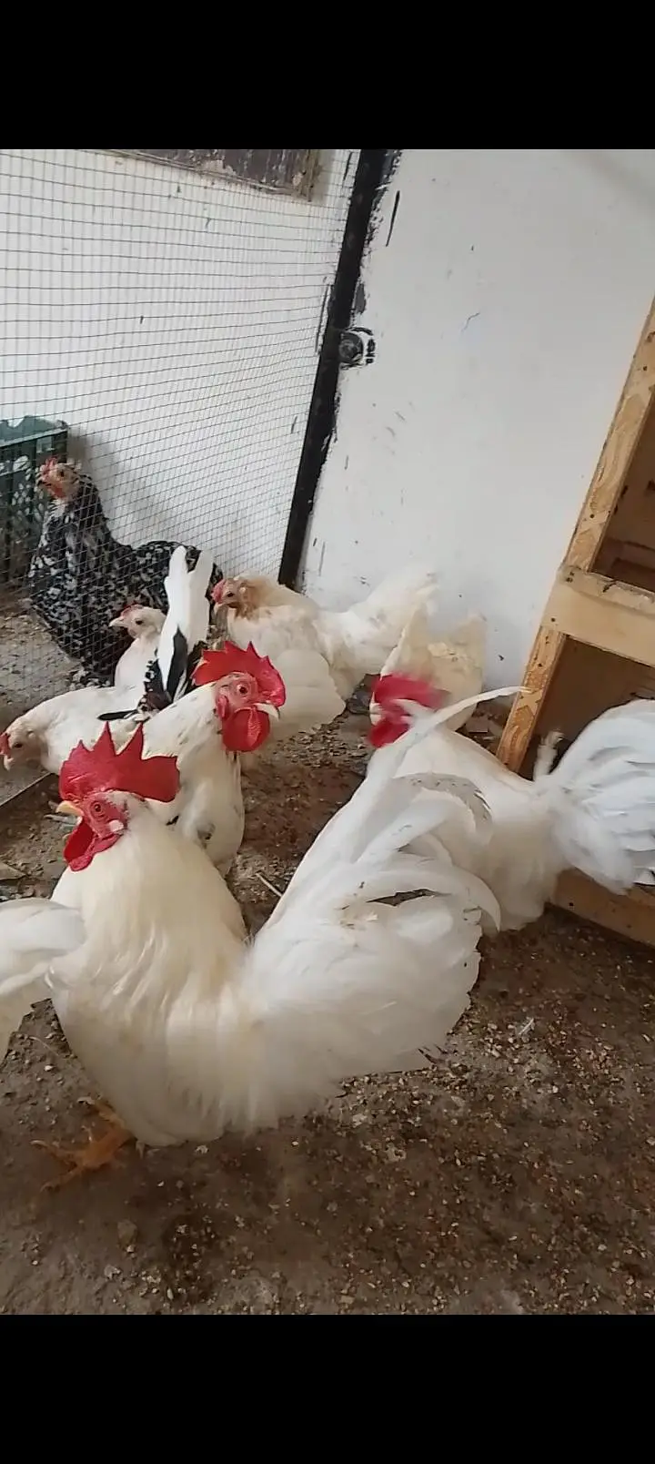 japanese and molted bantam — photo 6