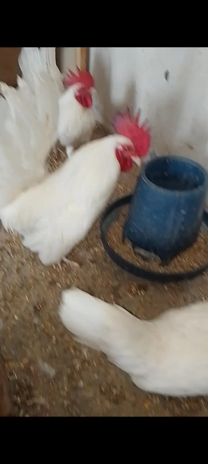 japanese and molted bantam — photo 7