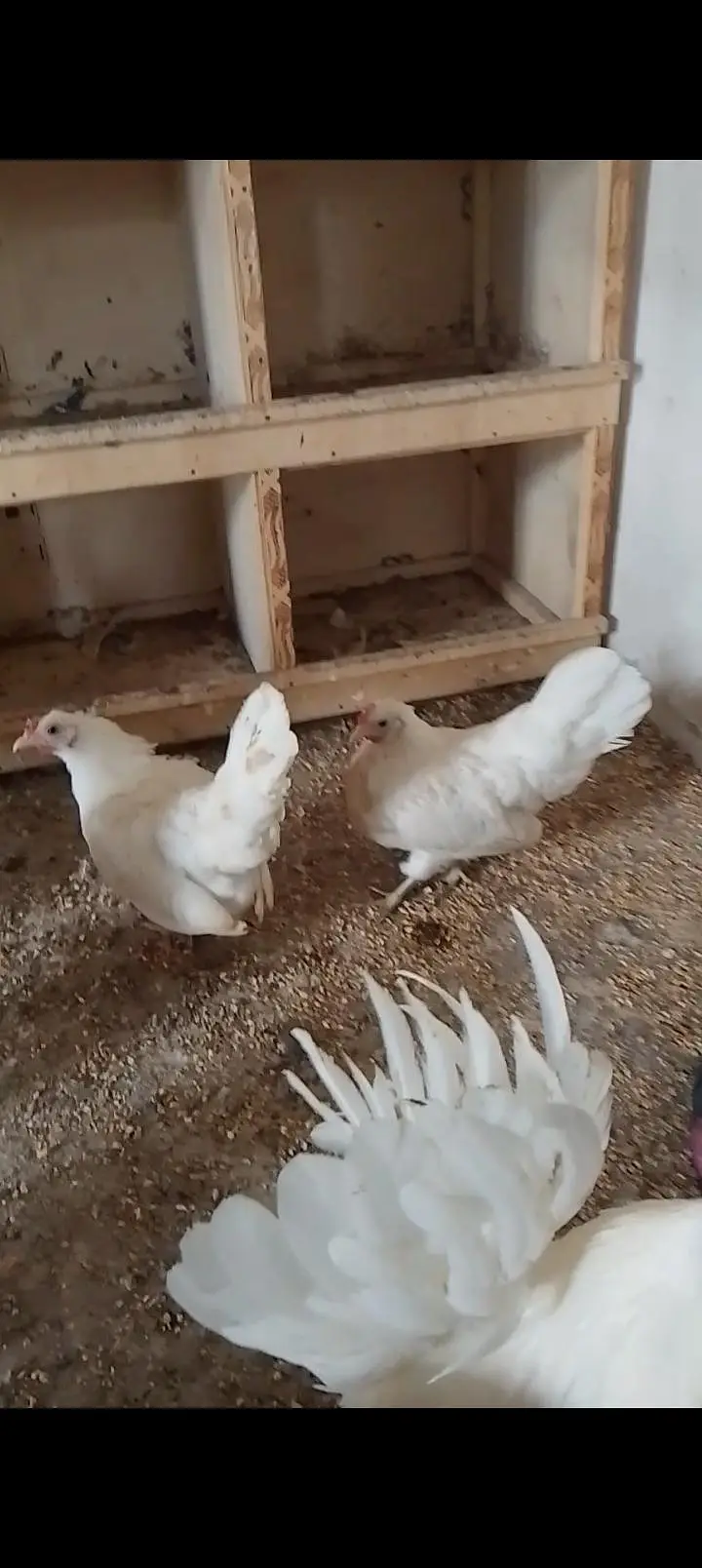 japanese and molted bantam — photo 8