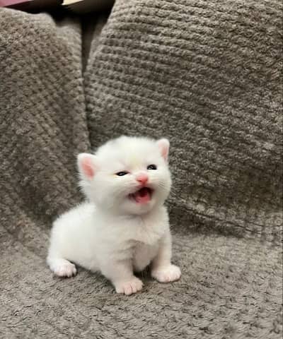 Persian cat