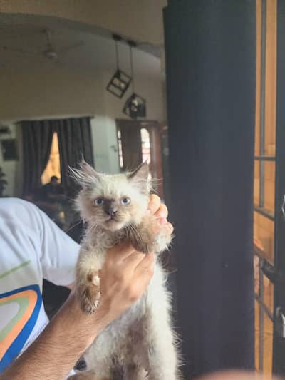 Triple coated himalayan kitten (male) for sale