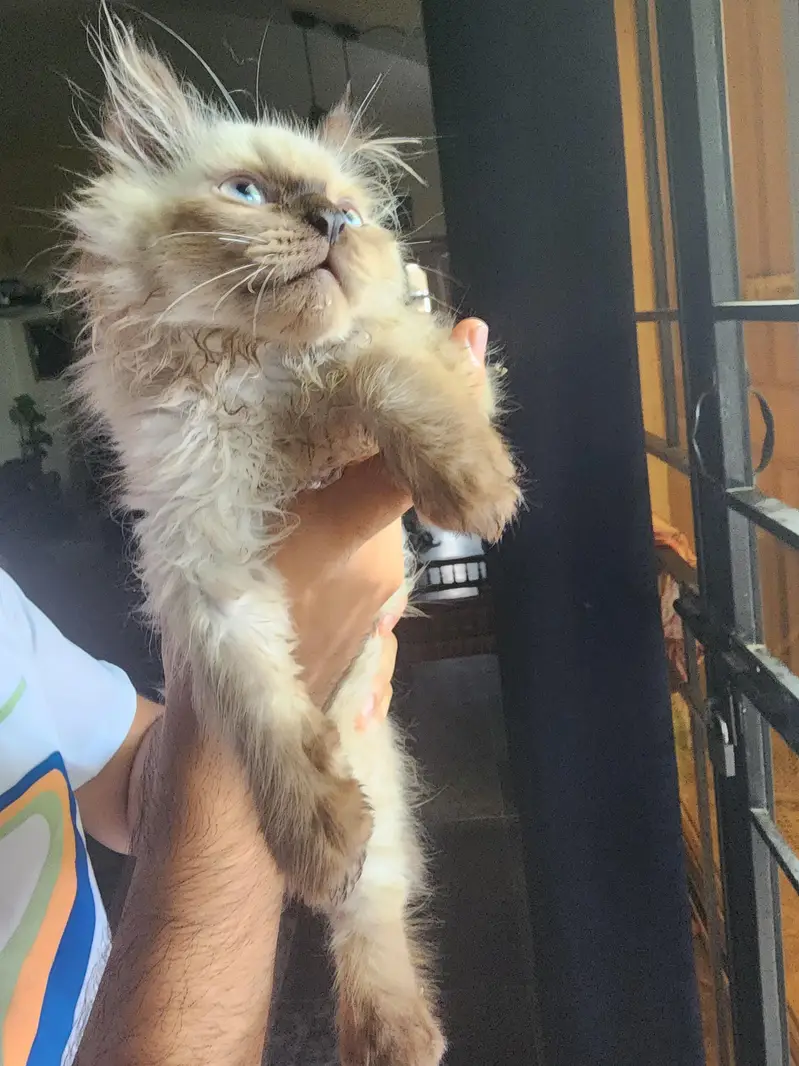 Triple coated himalayan kitten (male) for sale — photo 2