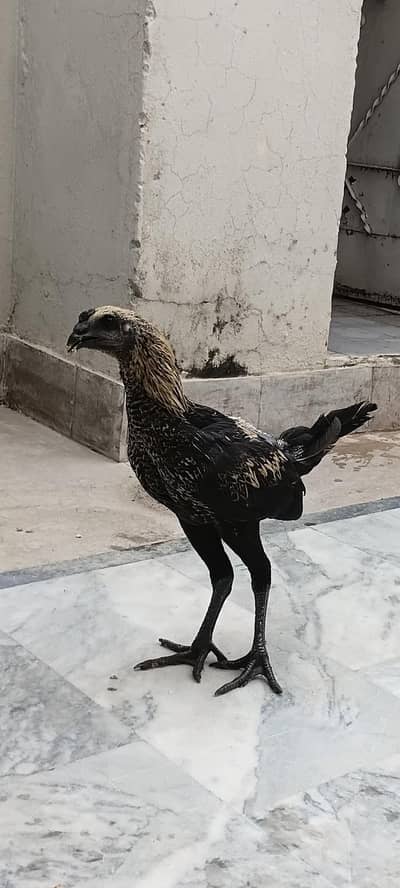 black kobra breed purre thii fiter bladline vvip black eyes nok nalii