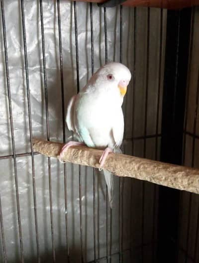 paper white red eye budgies breeder pair