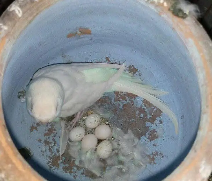 paper white red eye budgies breeder pair — photo 2