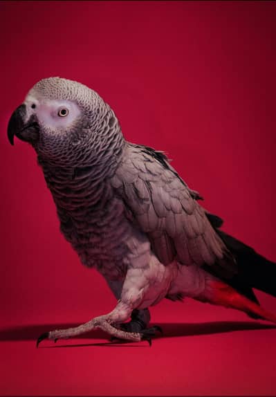 Affrican grey congo taim