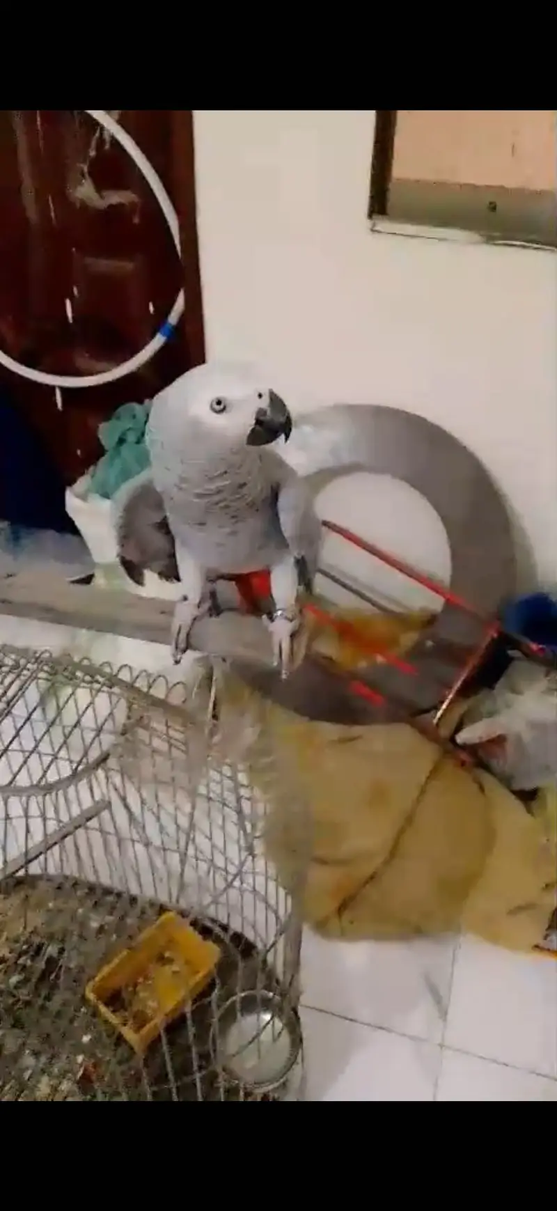 Affrican grey congo taim — photo 2