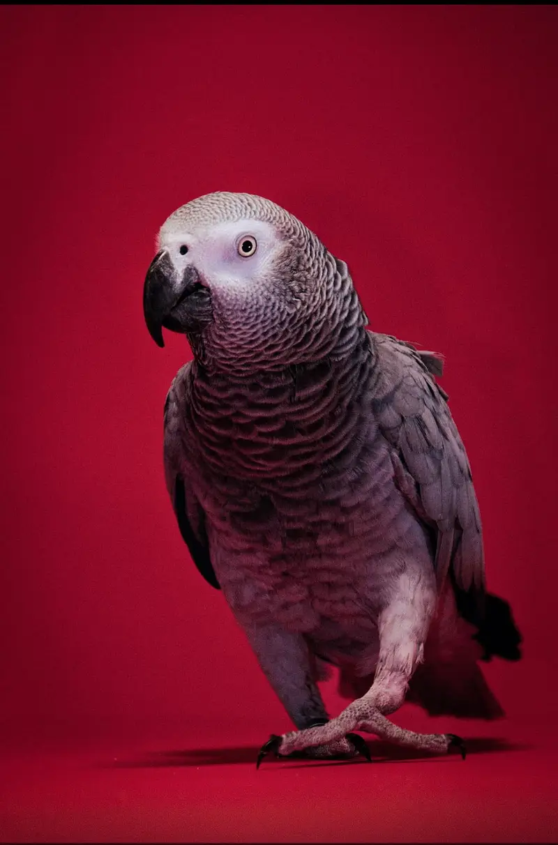 Affrican grey congo taim — photo 3