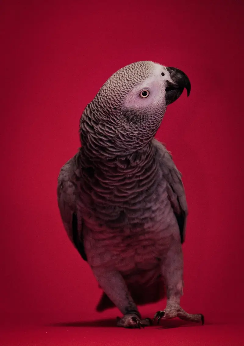 Affrican grey congo taim — photo 4