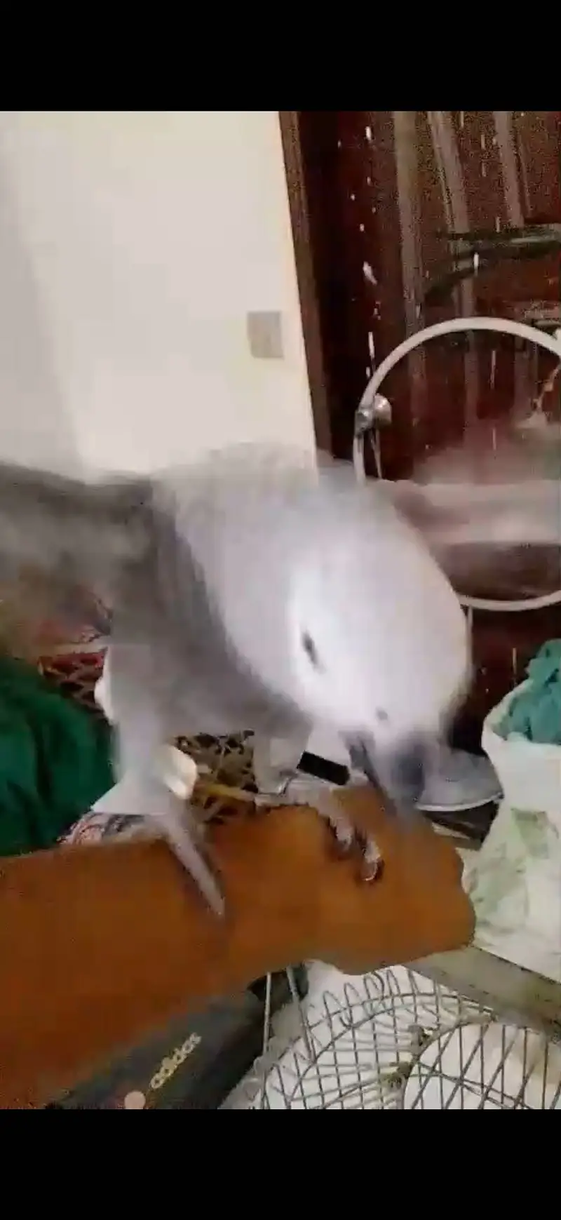 Affrican grey congo taim — photo 5