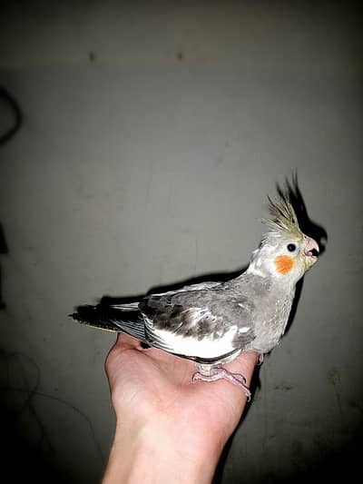 beautiful hand tame cocktail & chiks