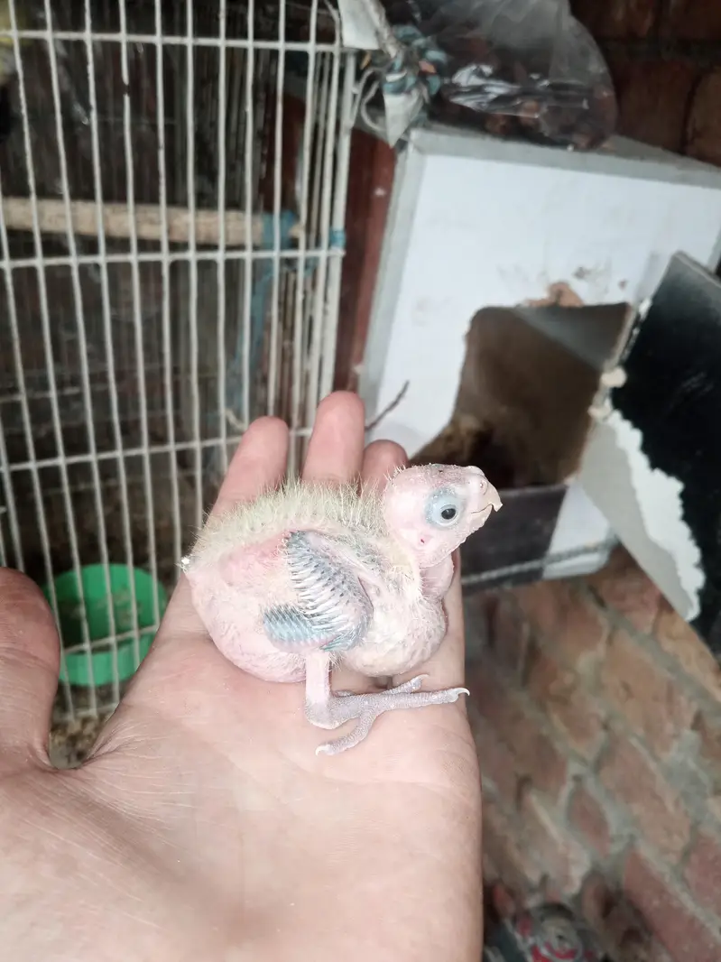 beautiful hand tame cocktail & chiks — photo 2