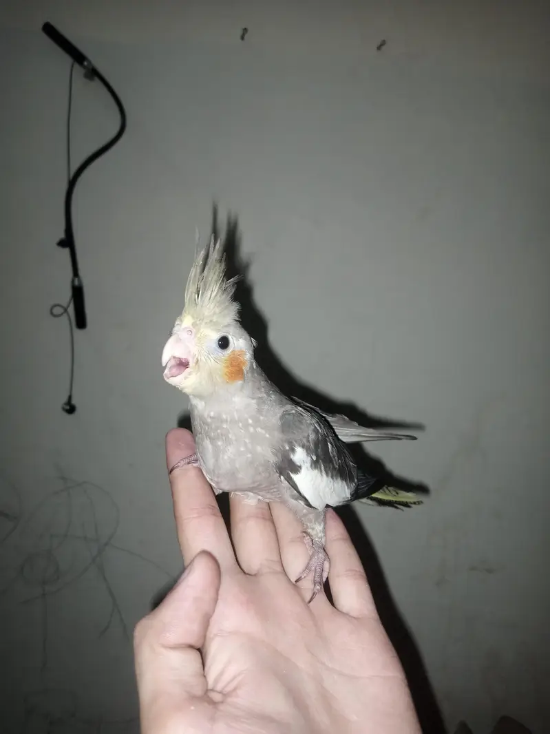 beautiful hand tame cocktail & chiks — photo 3