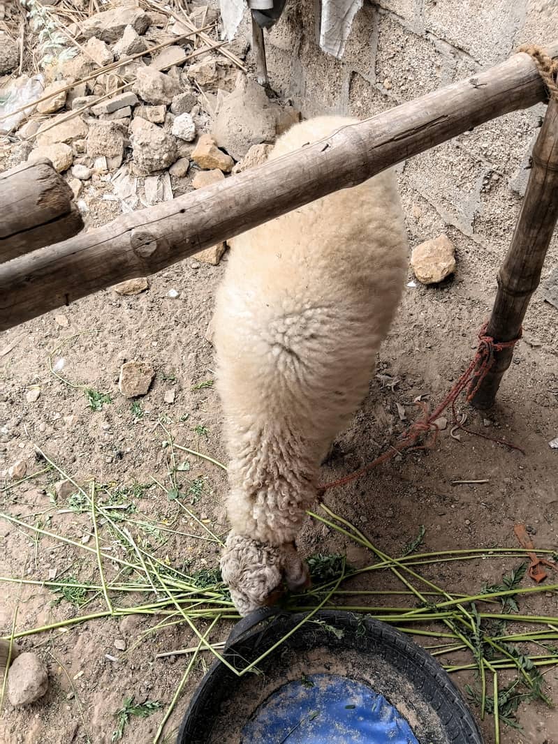 SHEEP 0