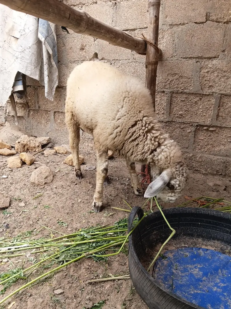 SHEEP — photo 2