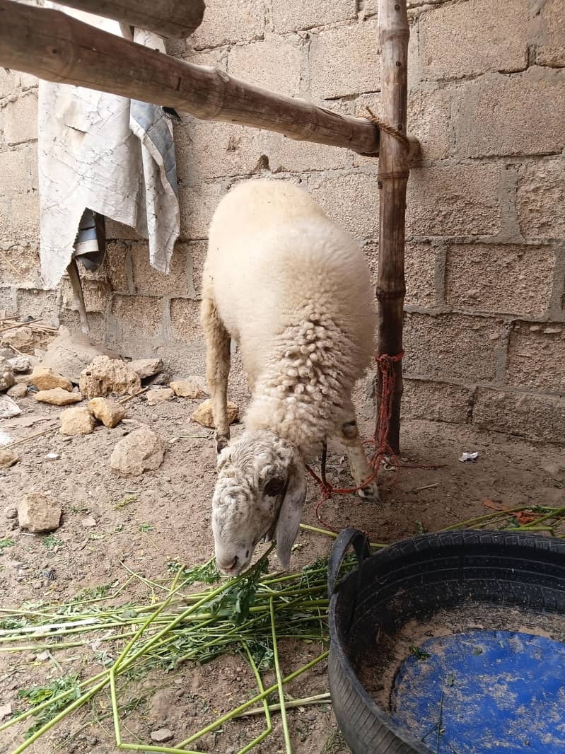 SHEEP 2