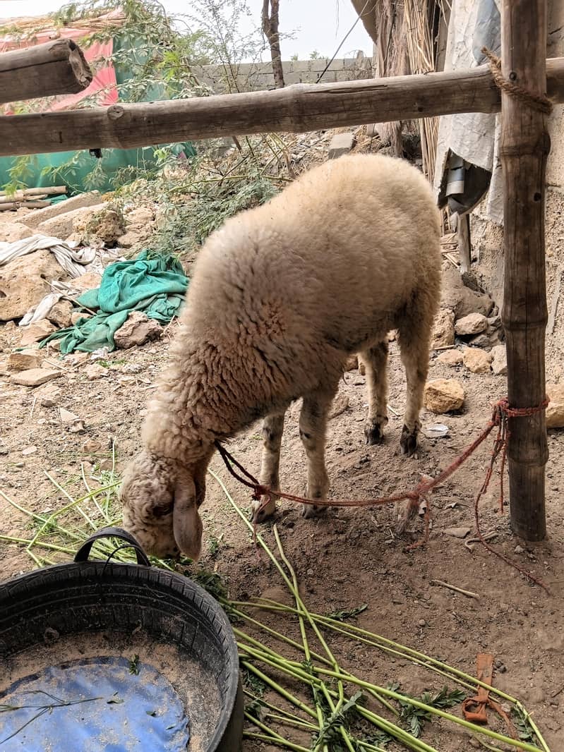 SHEEP 3