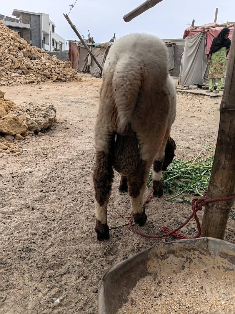 SHEEP 4