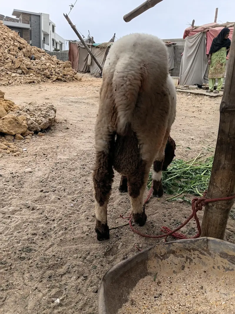SHEEP — photo 5