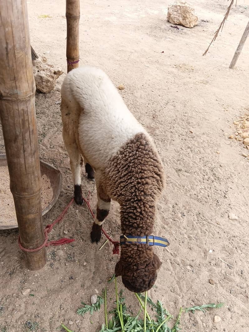 SHEEP 5