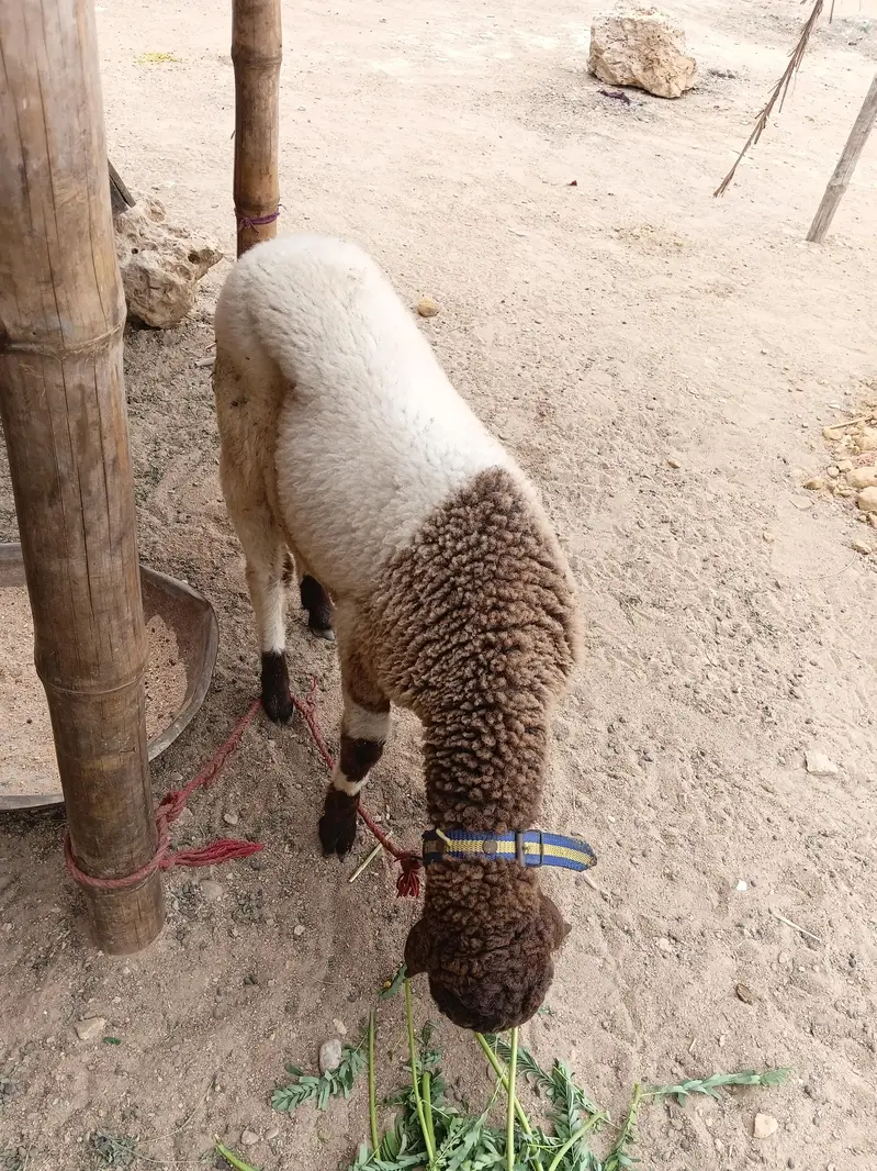 SHEEP — photo 6