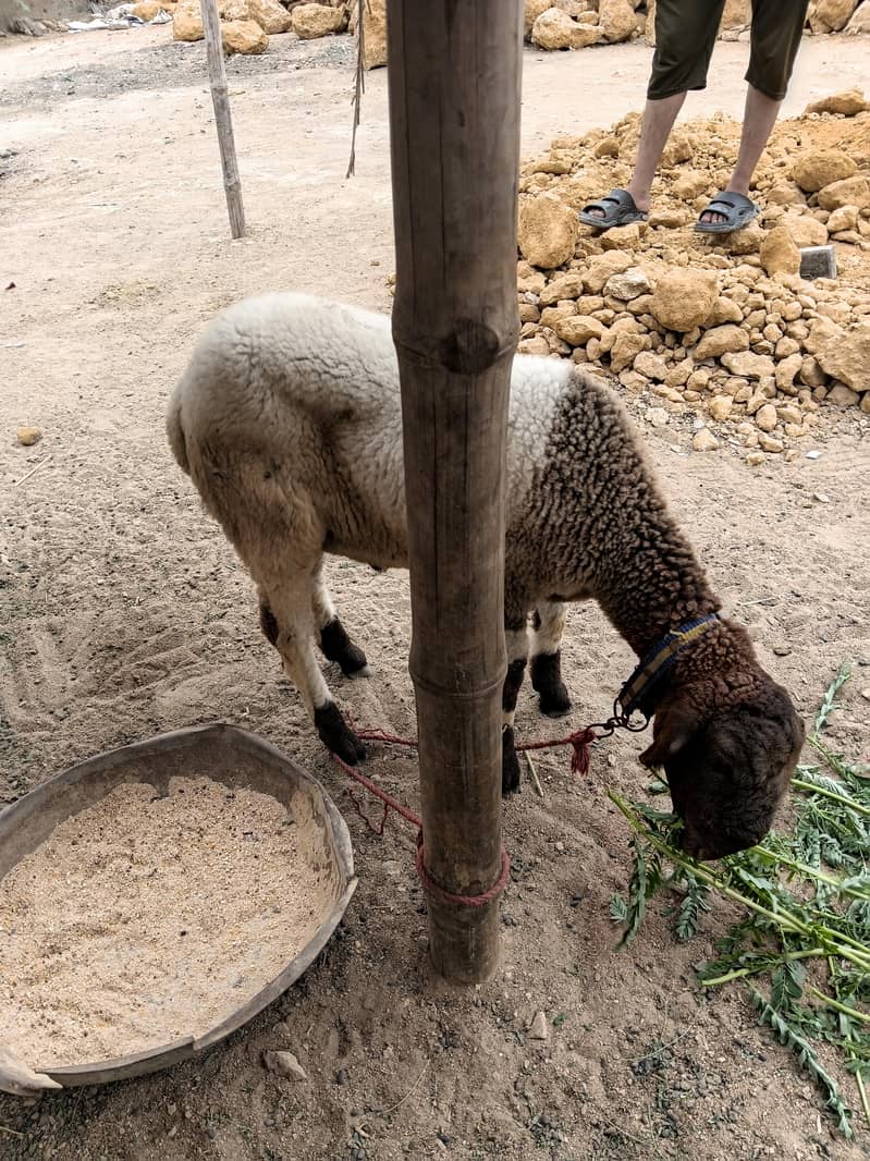 SHEEP 6
