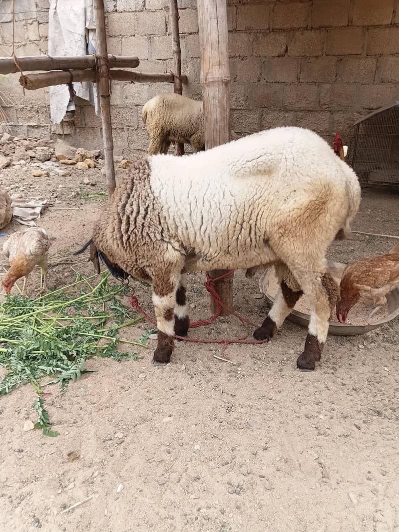 SHEEP 7