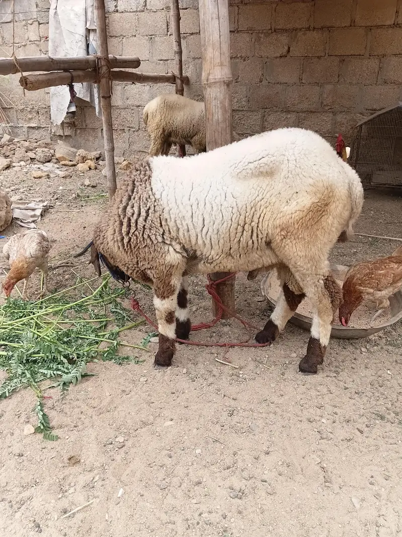 SHEEP — photo 8