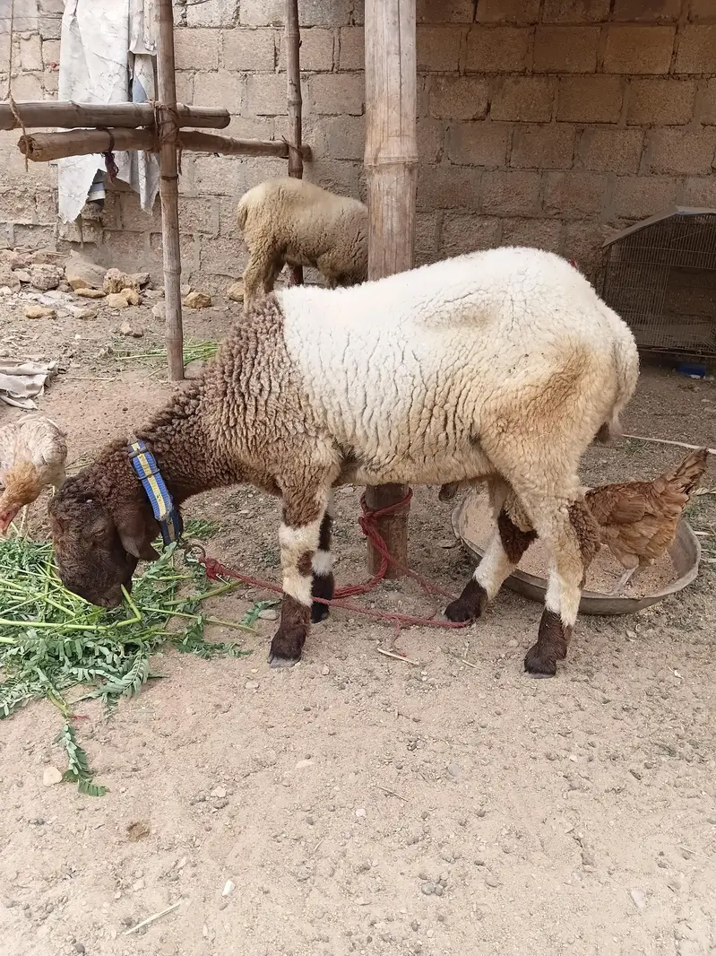 SHEEP — photo 9