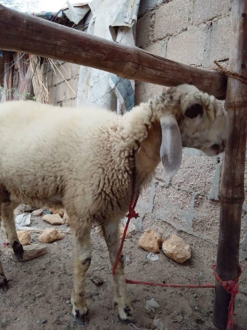 SHEEP 9