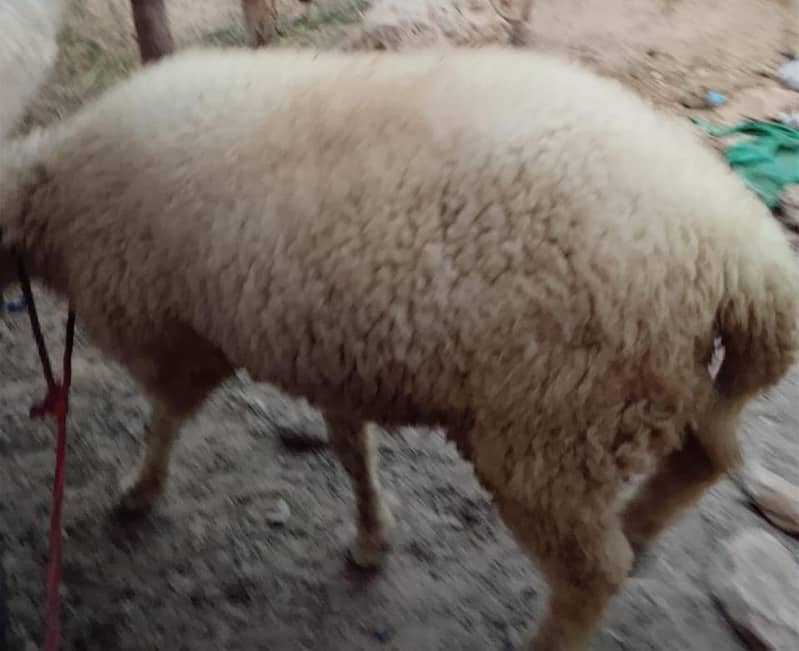 SHEEP 10