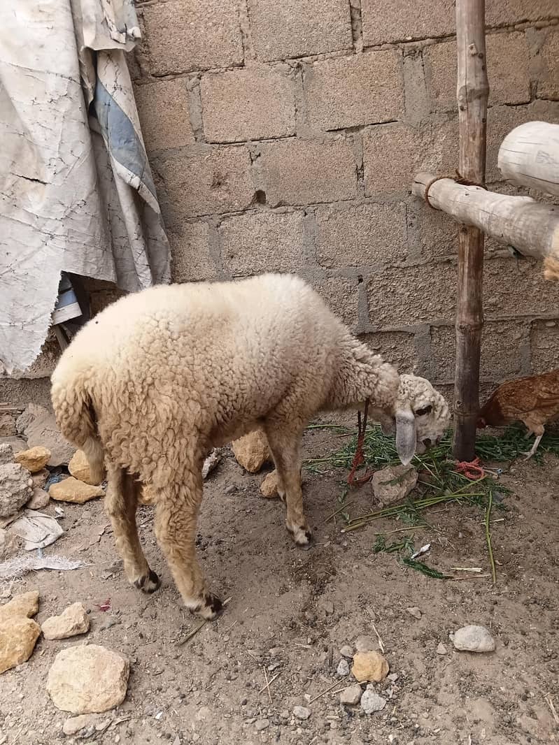 SHEEP 11