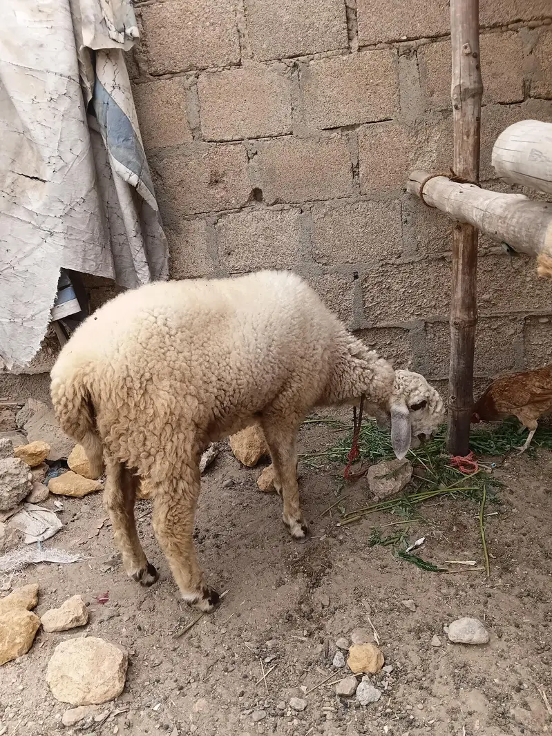 SHEEP — photo 12