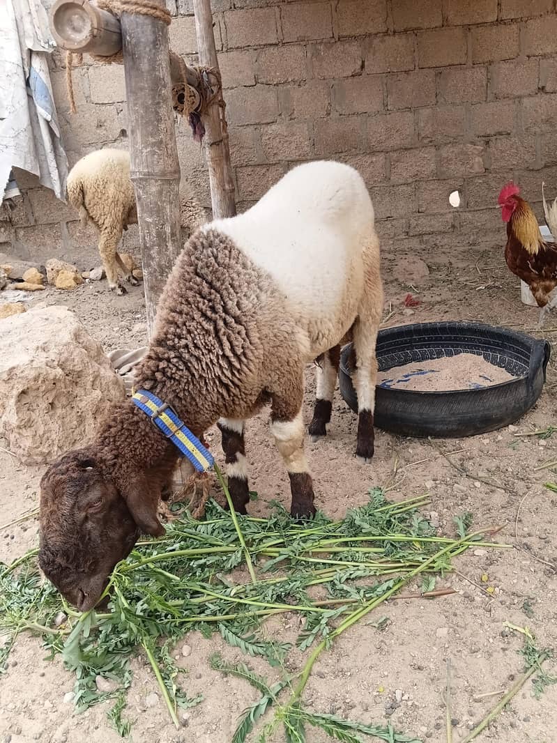 SHEEP 12