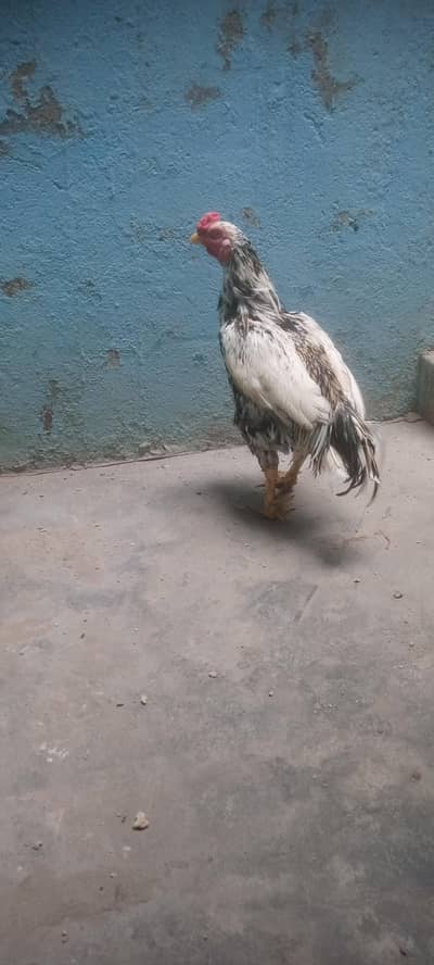 aseel roster for sale price 8000