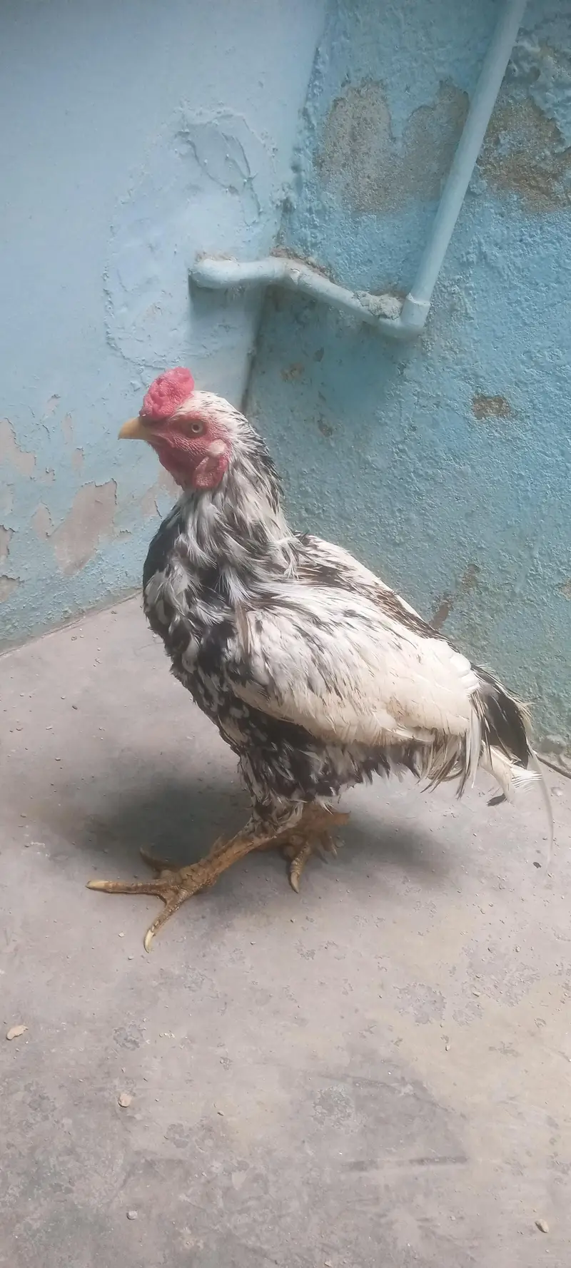 aseel roster for sale price 8000 — photo 2