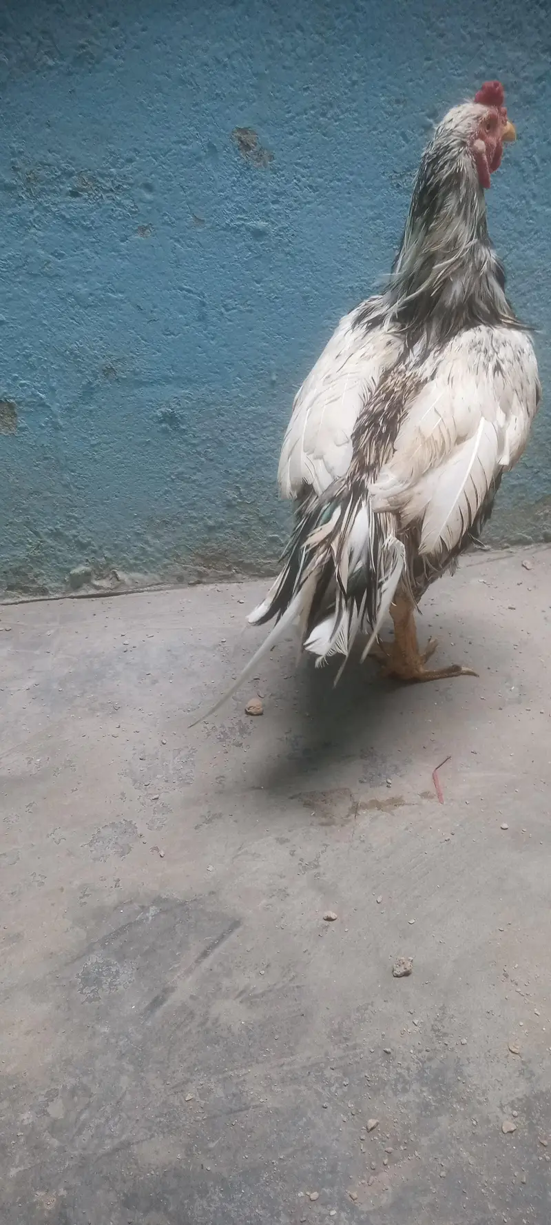 aseel roster for sale price 8000 — photo 3