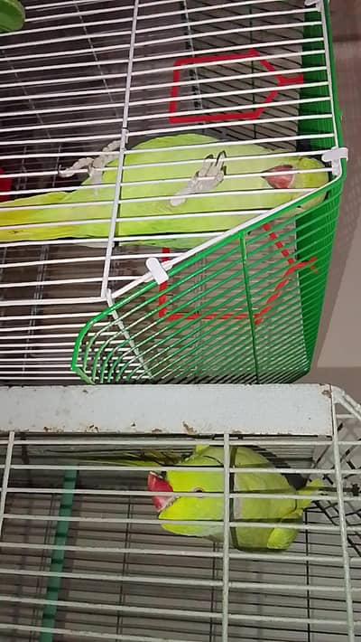 Green parrots