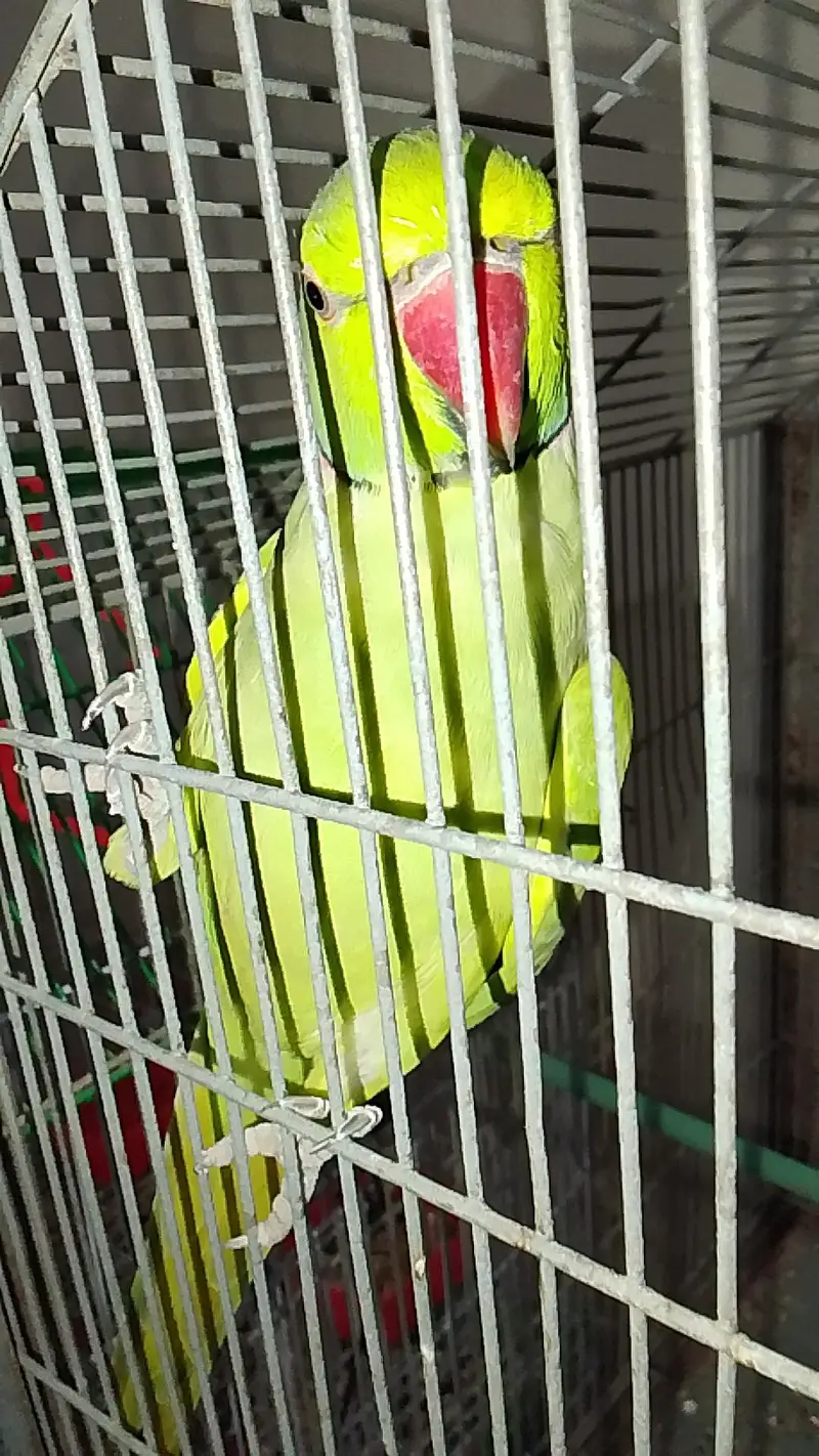 Green parrots — photo 2