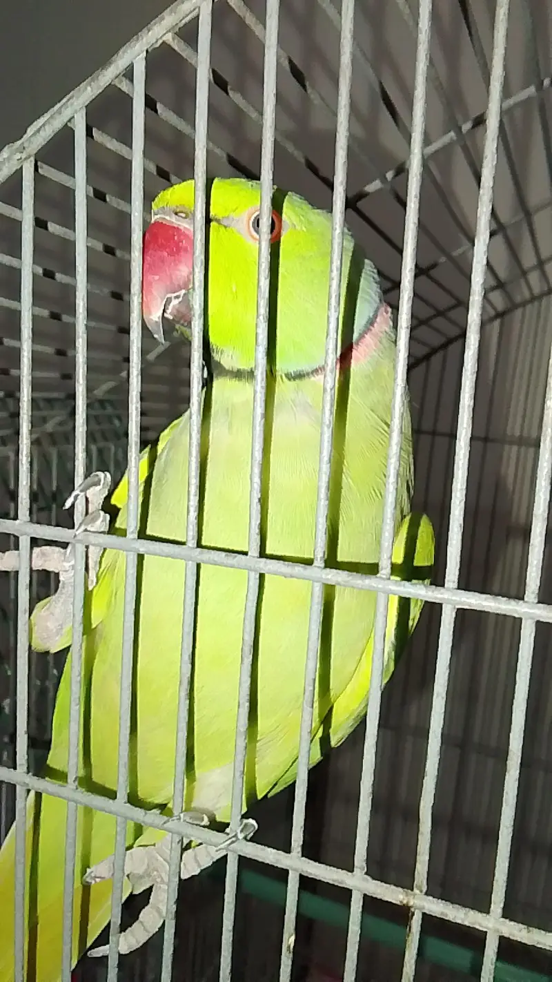 Green parrots — photo 3