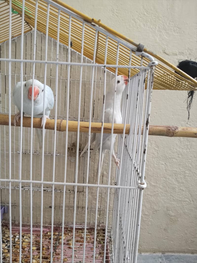 parrots 0